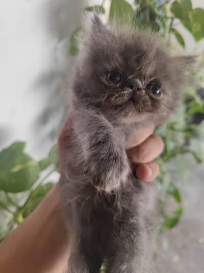 peki male kitten cat for sell
