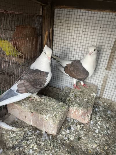 Sentinen breeder pair available hy