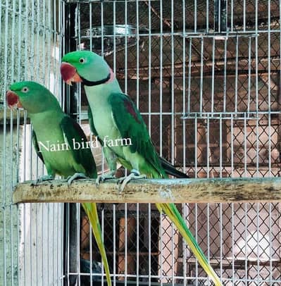 Kashmiri phari suncheeked turquoise blue pairs available