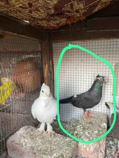 Sentinent pigeon breeder female hy