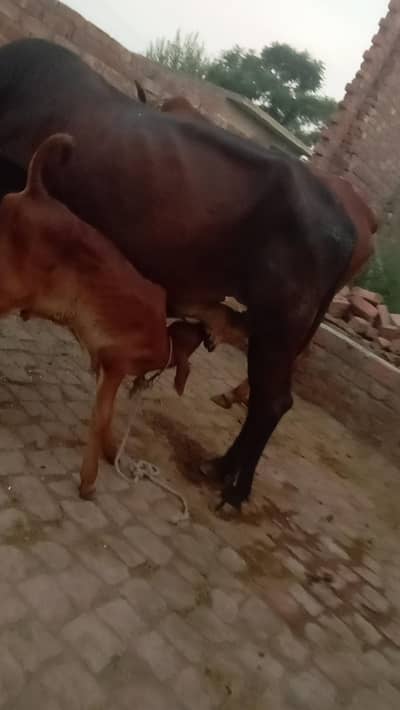 cross  Sath wacha