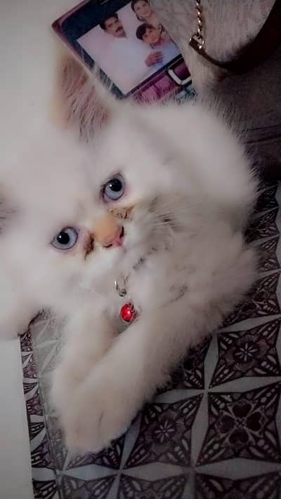 persian male cat