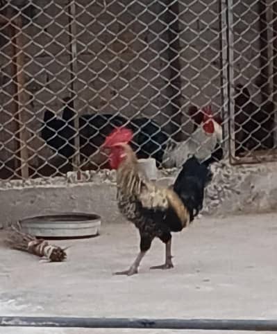 cock astrolop