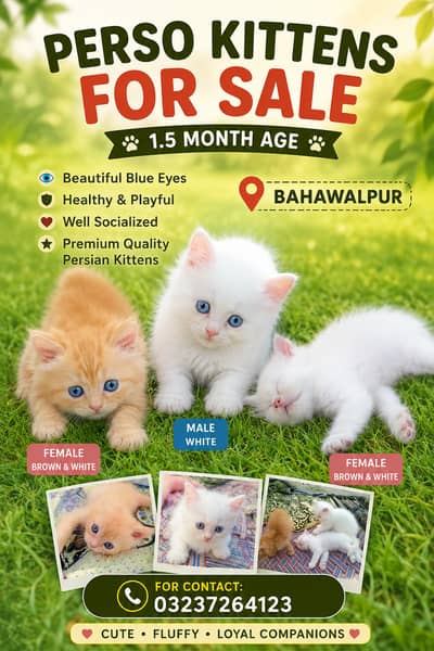 Pure Persian Kittens for Sale – Vaccinated – Blue Eyes – Bahawalpur