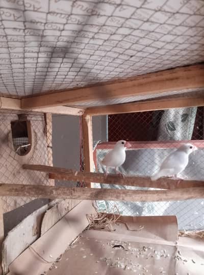 Pure white Java Finch Breeder Pair