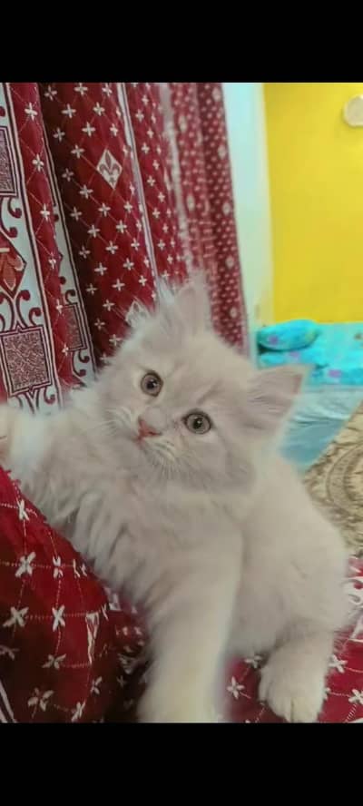 beautiful and loving fluffy kittens available in karachi