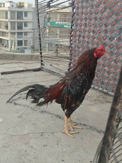 amruha aseel patha hy Bhai exchange only madi