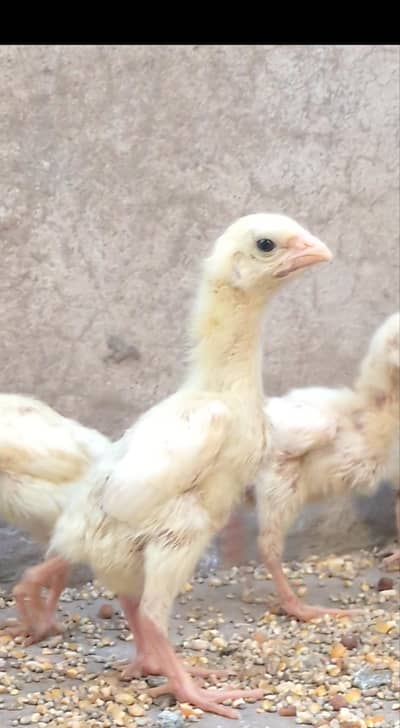 shamo chicks / king shamo chicks / white shamo chicks / aseel