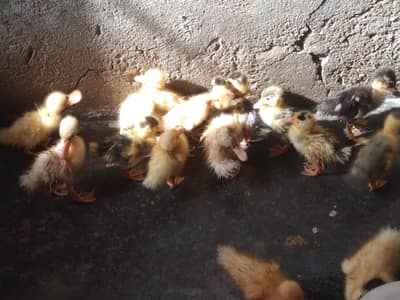 ducklings for Sale