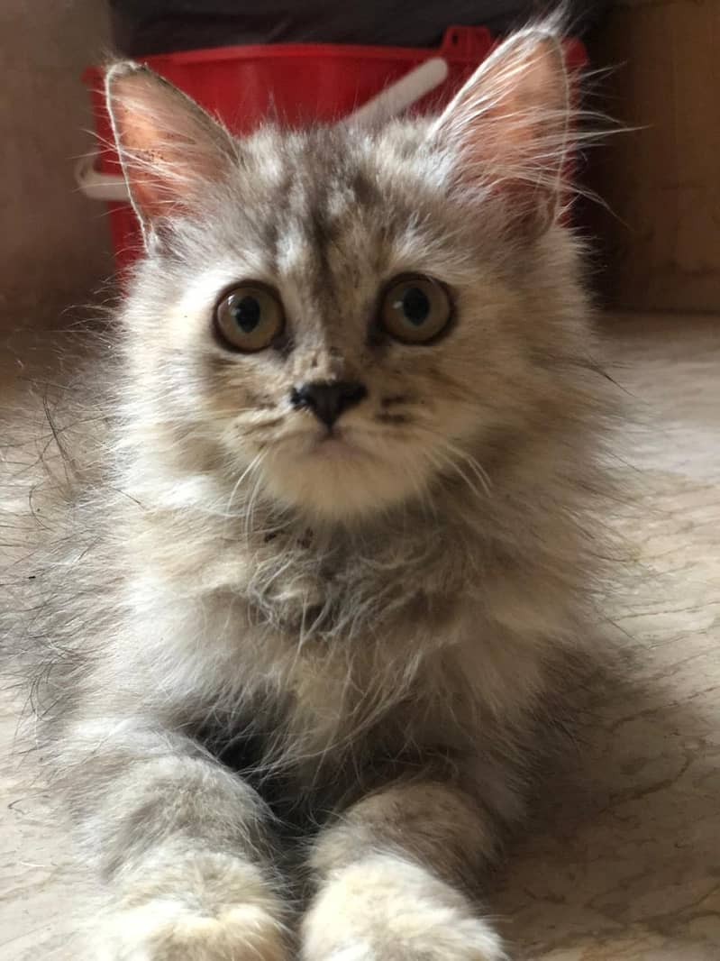 Persian kittens 0