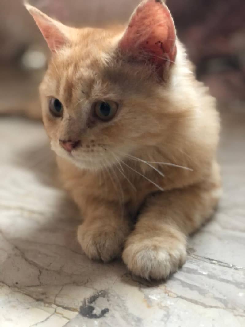 Persian kittens 1