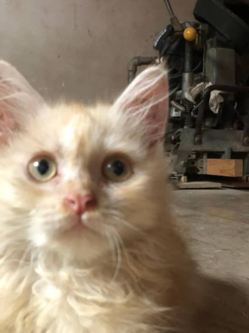Persian kittens 2