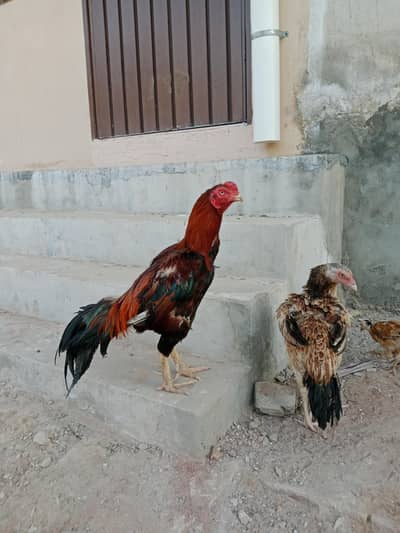 Aseel Murga breader