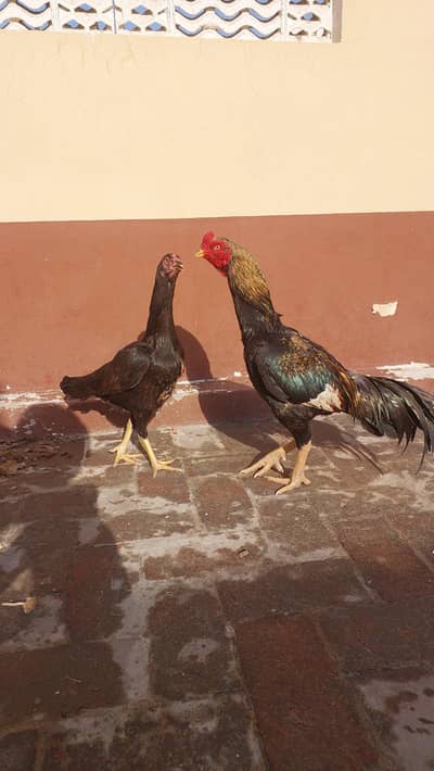 Aseel Pair for sale. Home bread