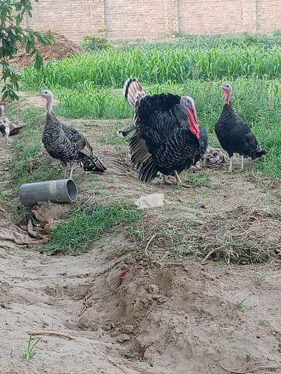 healthy and active turkey for sale