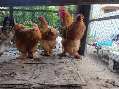 Golden heavy buff set for sale hens