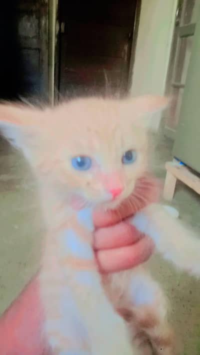 i am selling kitten