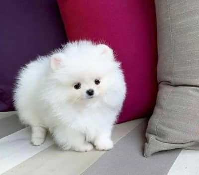 Pomeranian puppies 92@330*540*6115