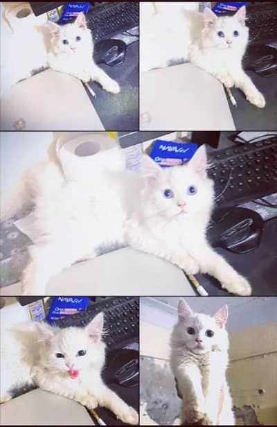 Most beautiful baby cat