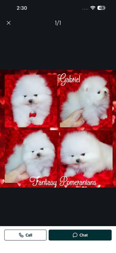 Pomeranian puppy dog 2 month age for sale
