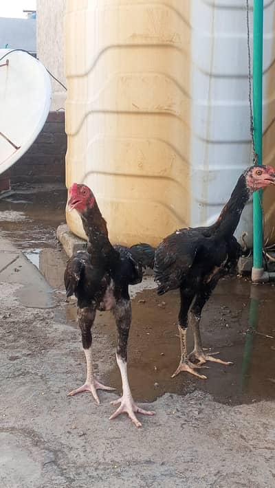 barmi hent Turkish hent