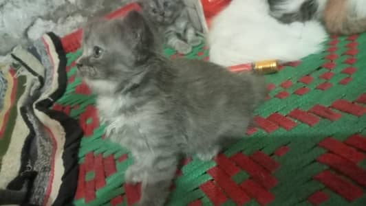 name Lily