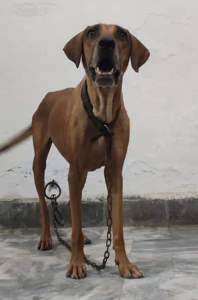 bully female