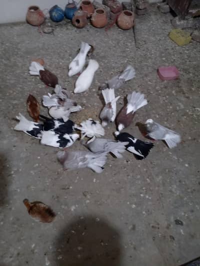 pigeon