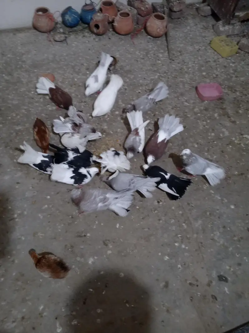 pigeon