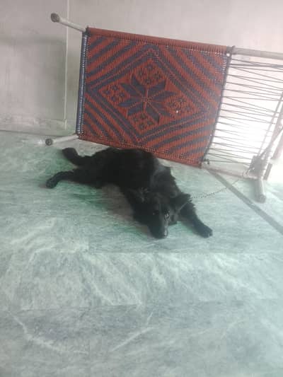 shoqeen rabta Kara bus breding ni kar sakta ya dog testicul isho