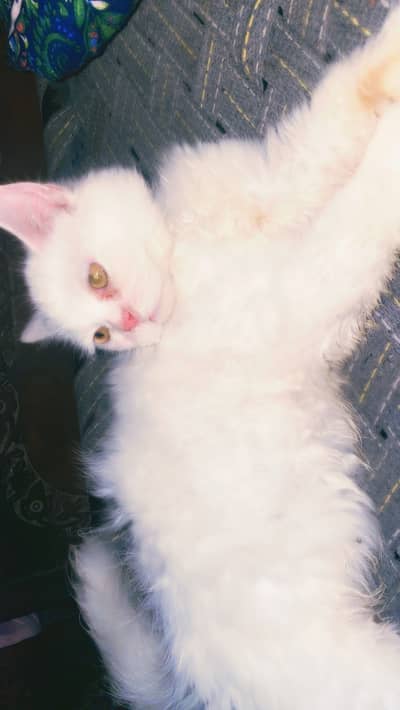 #catfemale #persian #pair