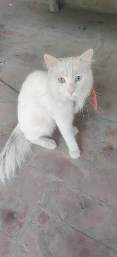 Healthy Persian Male Cat for Sale