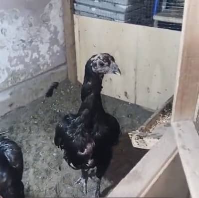Black dragon  egg laying female black meat