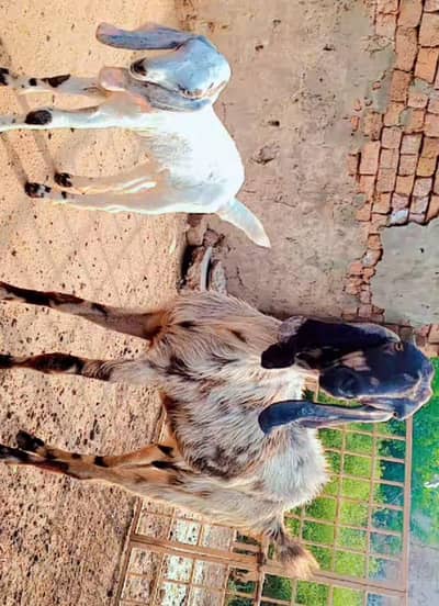 3 bakrian for sale