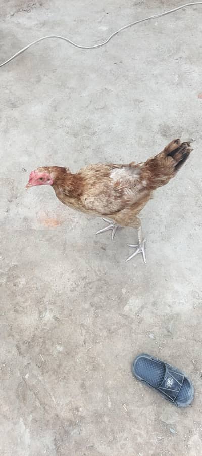Golden misri for sale