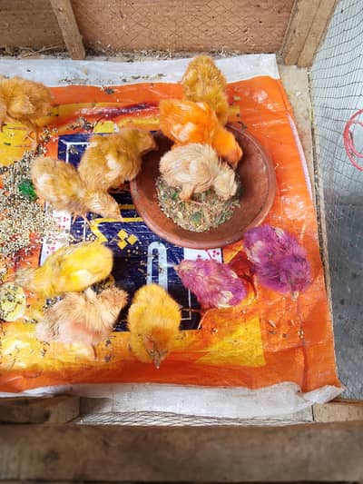 رنگ برنگے چوزے