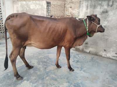 cow pure jersey cross 03075393493