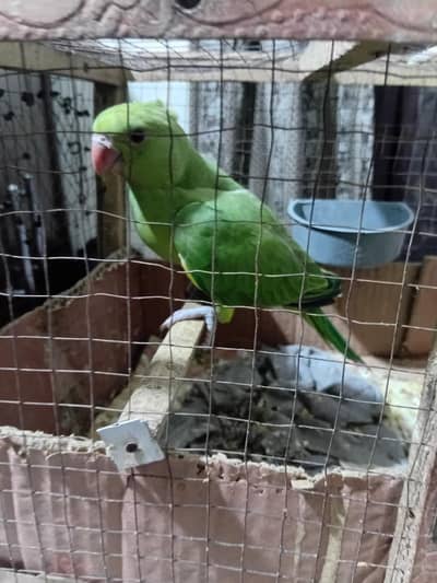kashmir parrot hand tame