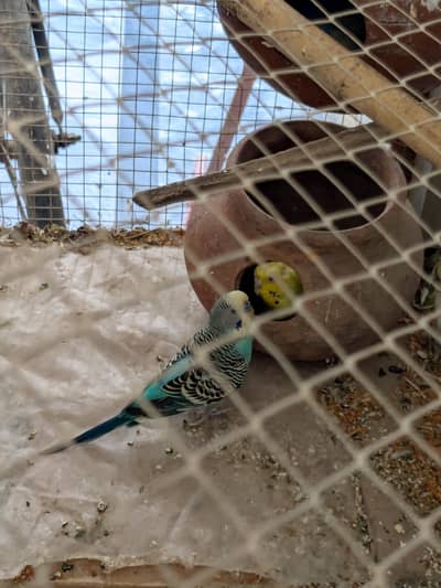 Breeder Australian parrot