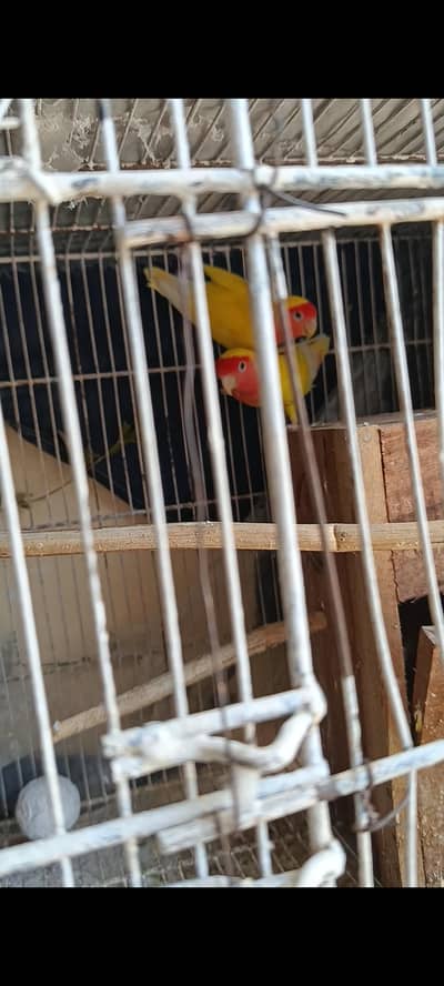 Complete Birds Setup with Cage and Breeder Pairs for Sale in Kahuta