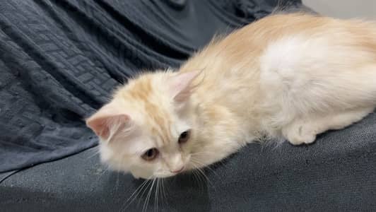 Triple coat Persian cat