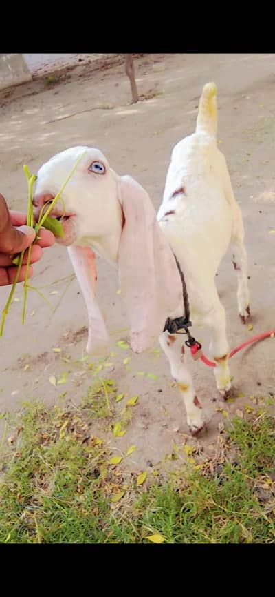 Bakra | Beetal | kajla | Chatra