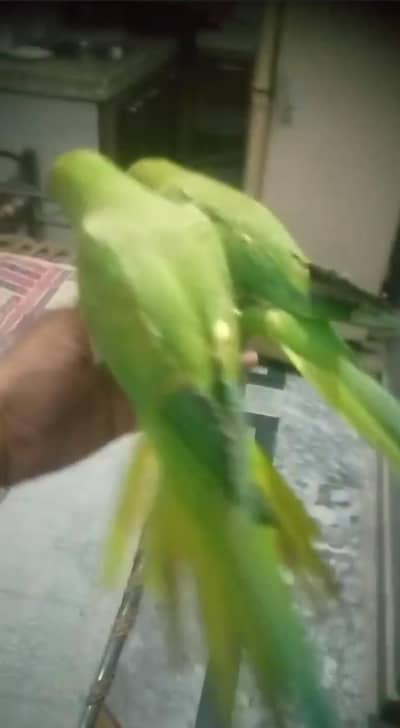 green ringneck breeder pairs for sale