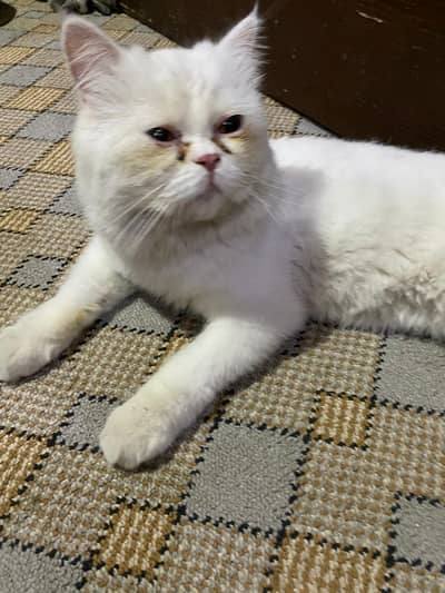 Persian cat