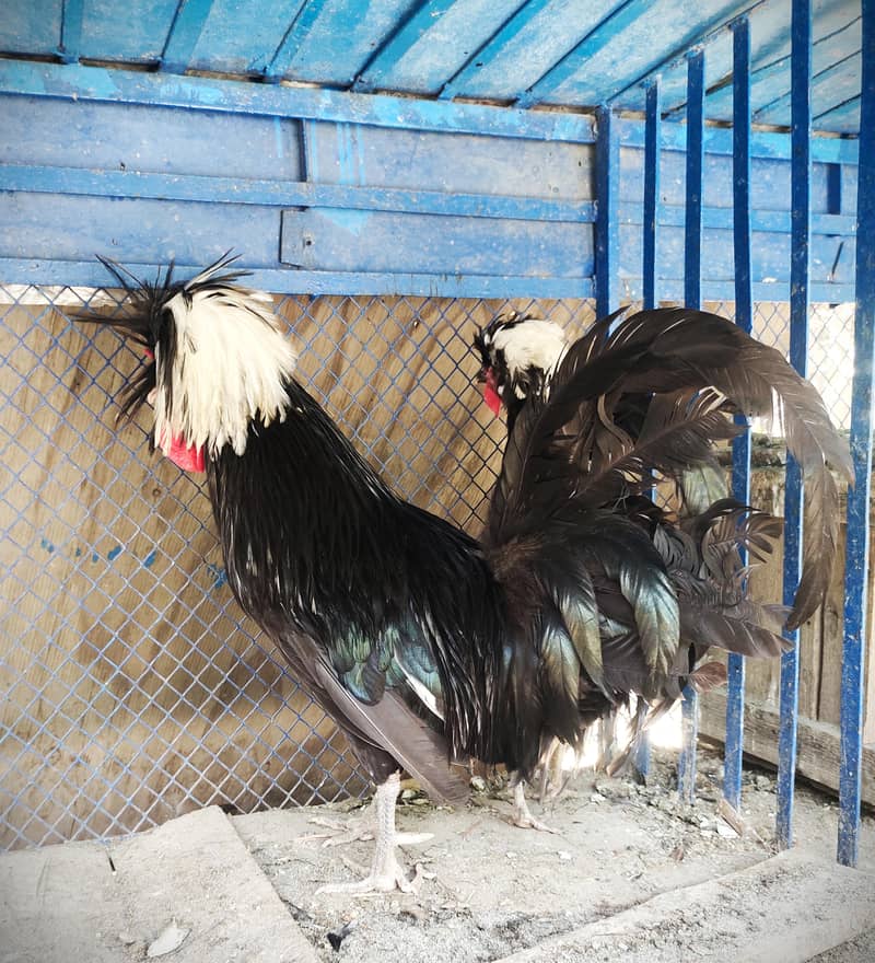 Fancy hen 0
