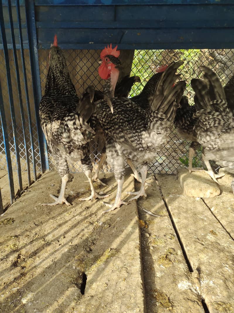 Fancy hen 1
