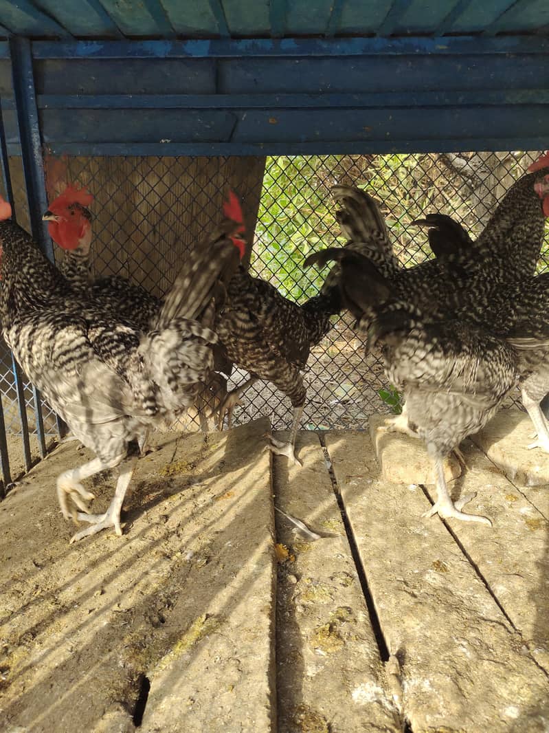 Fancy hen 2