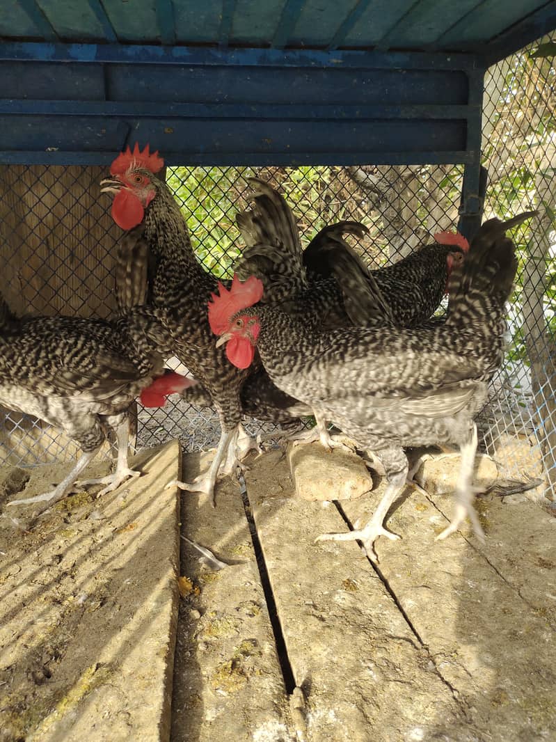 Fancy hen 3