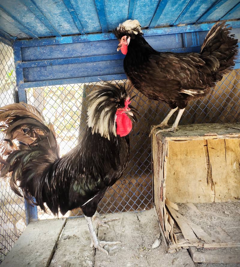 Fancy hen 4
