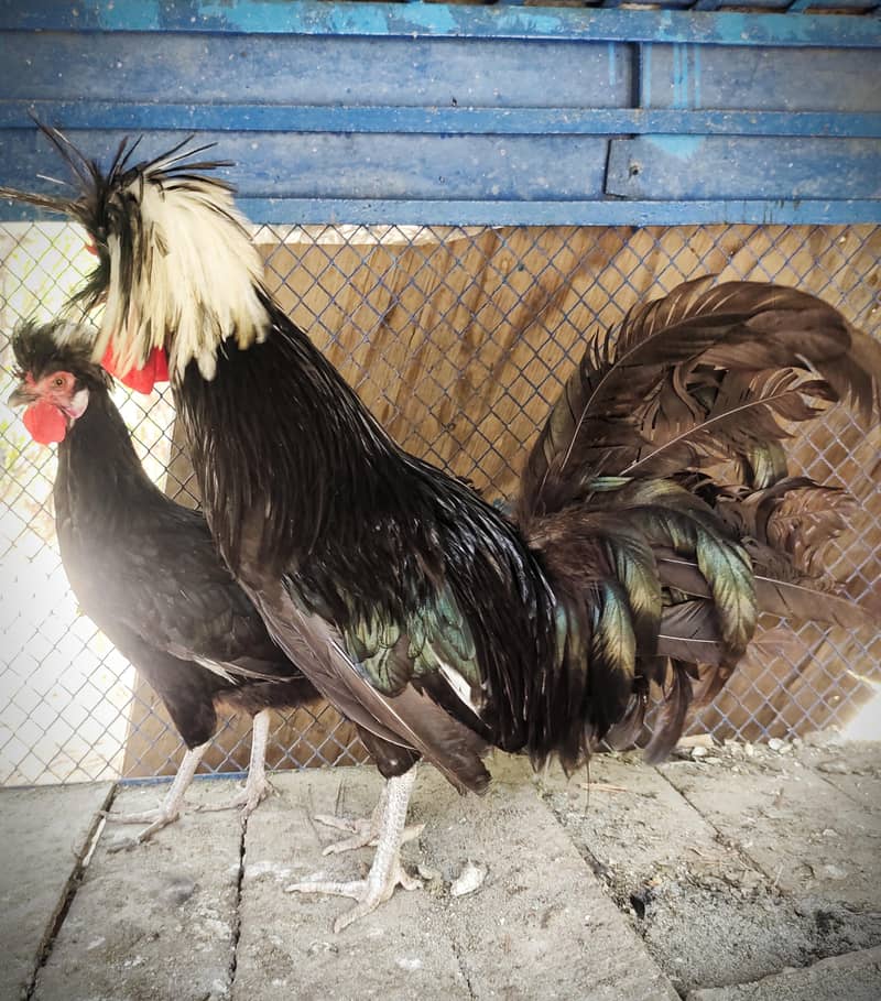Fancy hen 5